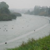 0809F 076 Schelde vor Gent : oostende